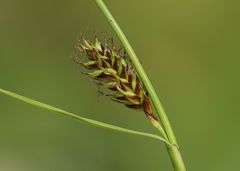Carex hostiana