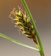 Carex hostiana