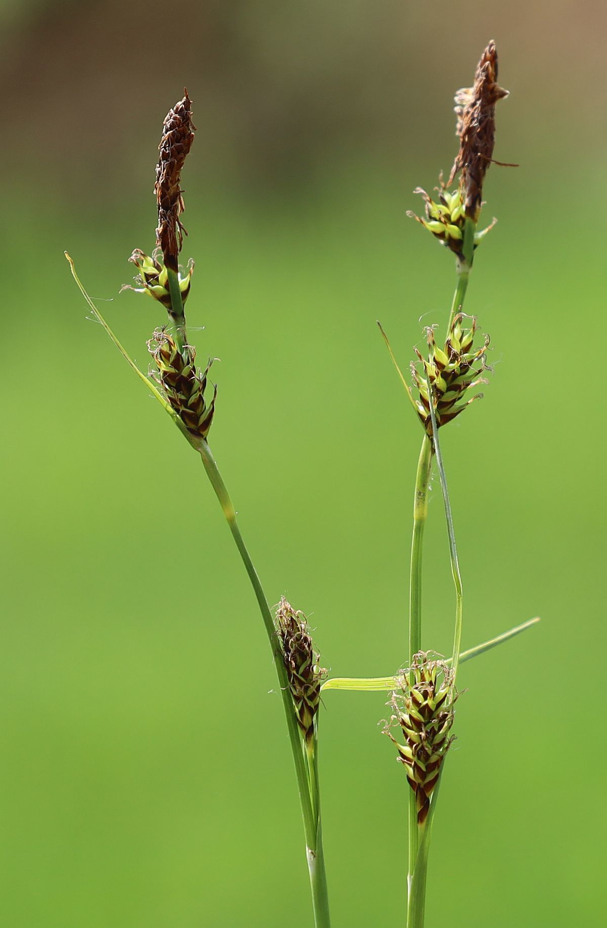 Carex hostiana