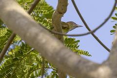 Vireo flavoviridis