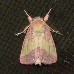 Hyparpax aurora