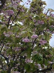 Prunus serrulata