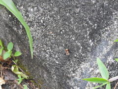 Polyrhachis bihamata