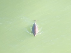 Phocoena phocoena vomerina