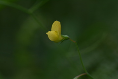 Lathyrus annuus