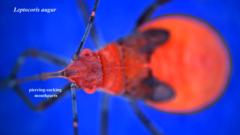 Leptocoris augur