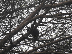 Trachypithecus obscurus