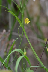 Lathyrus annuus