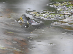 Trachemys scripta elegans