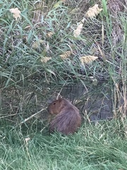 Hydrochoerus hydrochaeris