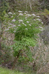 Daucus decipiens image