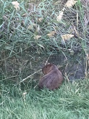 Hydrochoerus hydrochaeris