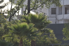 Washingtonia robusta