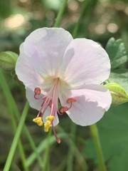 Geranium × cantabrigiense