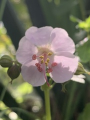 Geranium × cantabrigiense