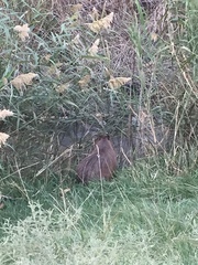 Hydrochoerus hydrochaeris