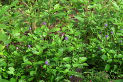 Stachytarpheta urticifolia