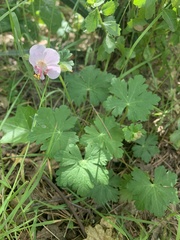 Geranium × cantabrigiense