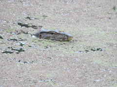 Varanus salvator macromaculatus