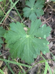 Geranium × cantabrigiense