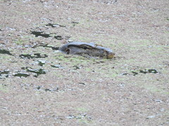 Varanus salvator macromaculatus