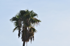 Washingtonia robusta