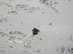 Trachemys scripta elegans