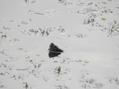 Trachemys scripta elegans