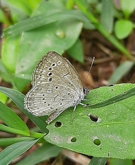 Zizeeria karsandra