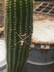 Argiope argentata