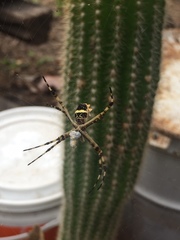 Argiope argentata