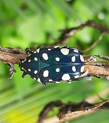 Protaetia alboguttata