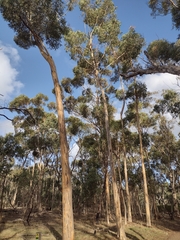 Eucalyptus cladocalyx