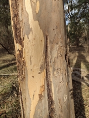 Eucalyptus cladocalyx