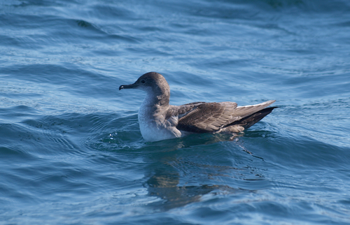 Yelkouan Shearwater, photo 7 of 9