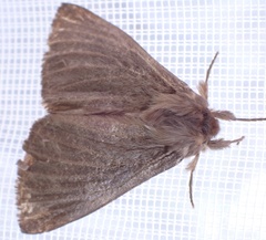 Phyllalia patens