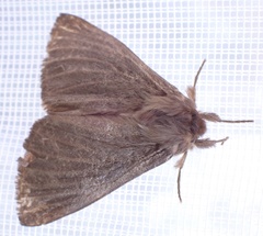Phyllalia patens
