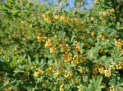 Berberis vulgaris
