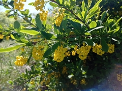 Berberis vulgaris