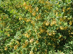 Berberis vulgaris