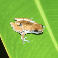 Theloderma licin