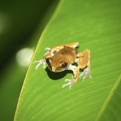 Theloderma licin