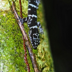 Cyrtodactylus consobrinus