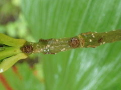 Fraxinus nigra image