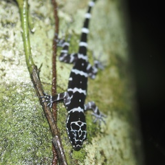 Cyrtodactylus consobrinus