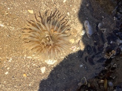 Bunodosoma zamponii