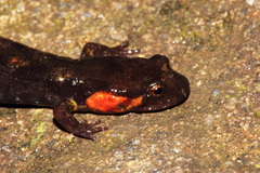 Desmognathus imitator