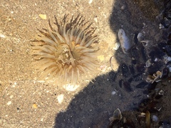 Bunodosoma zamponii