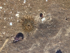 Bunodosoma zamponii