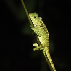 Gonocephalus liogaster